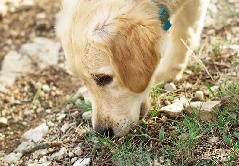 Why do puppies eat grass 2025 and dirt